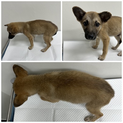 보호중 믹스견의 가…